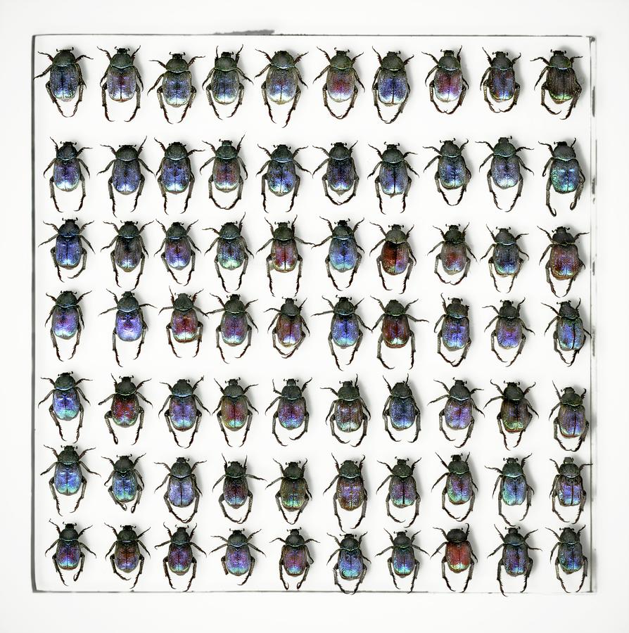 Hoplia Coerulea Scarab Beetles Photograph by F. Martinez Clavel/science Photo Library