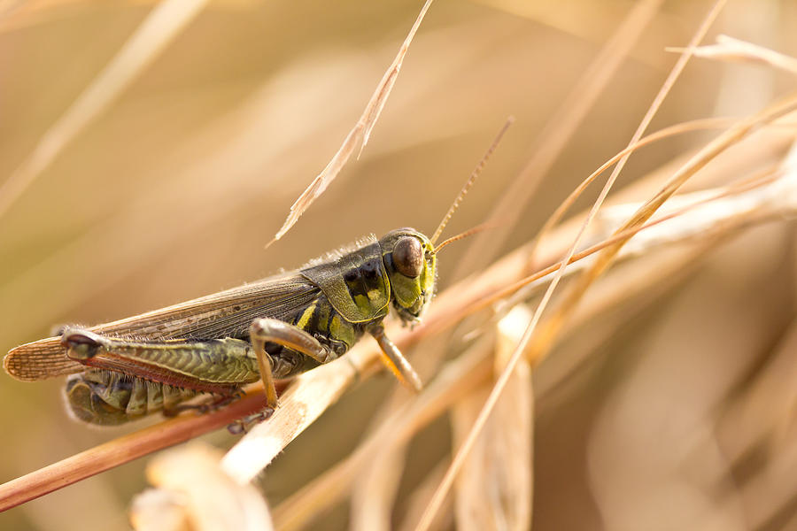 Hopper in Golden Grass Photograph by Shane Holsclaw