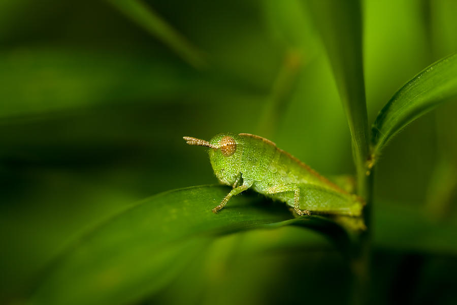 Grasshopper Photograph - Hopper by Shane Holsclaw
