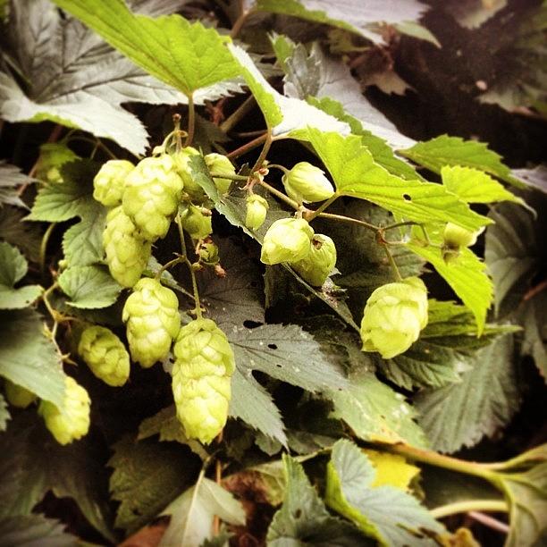 Hops Growing Wild In A Woodland In Photograph by Emma Warrener