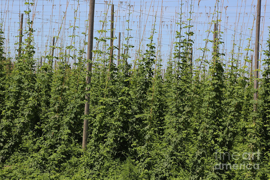 Hops on the Vine Photograph by Carol Groenen