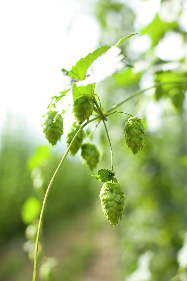 Beer Photograph - Hops Still On The Vine by Woods Wheatcroft