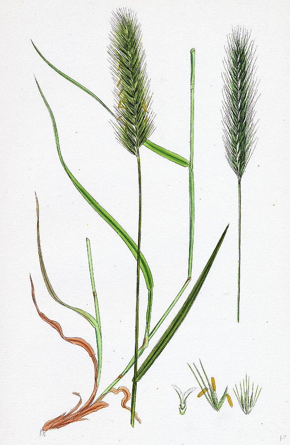 Nature Drawing - Hordeum Pratense Meadow Barley by English School