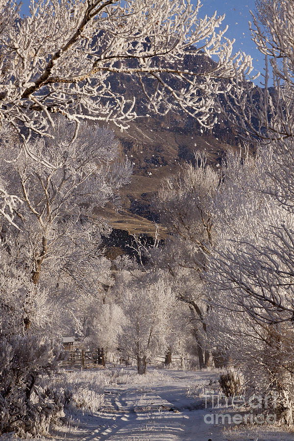 Hore Frost Around The Corrals   #3827 Photograph by J L Woody Wooden