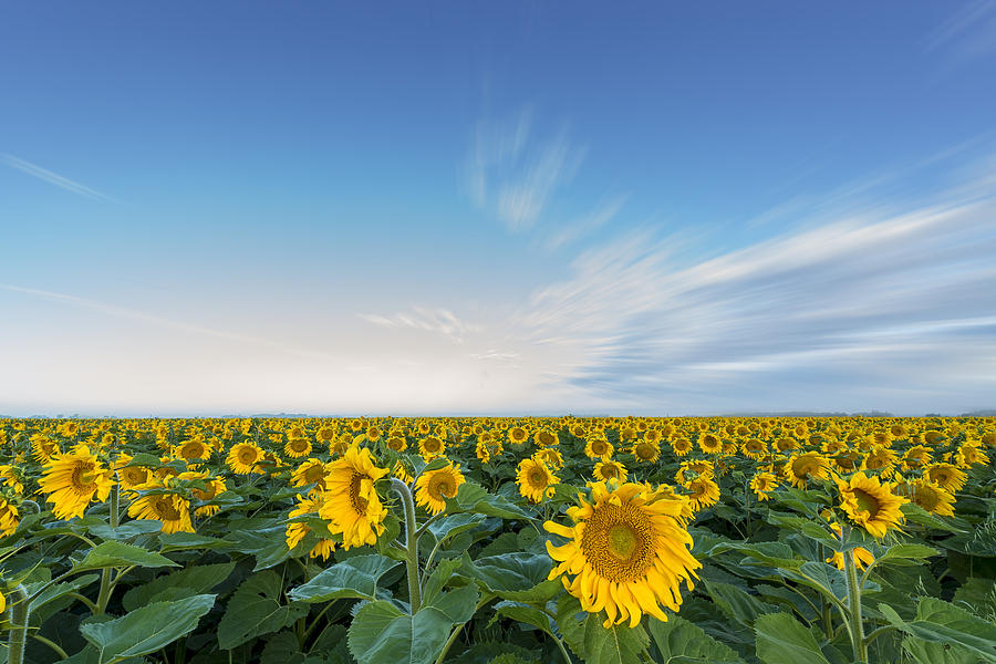 Horizon Of Sunflowers Photograph by Nebojsa Novakovic