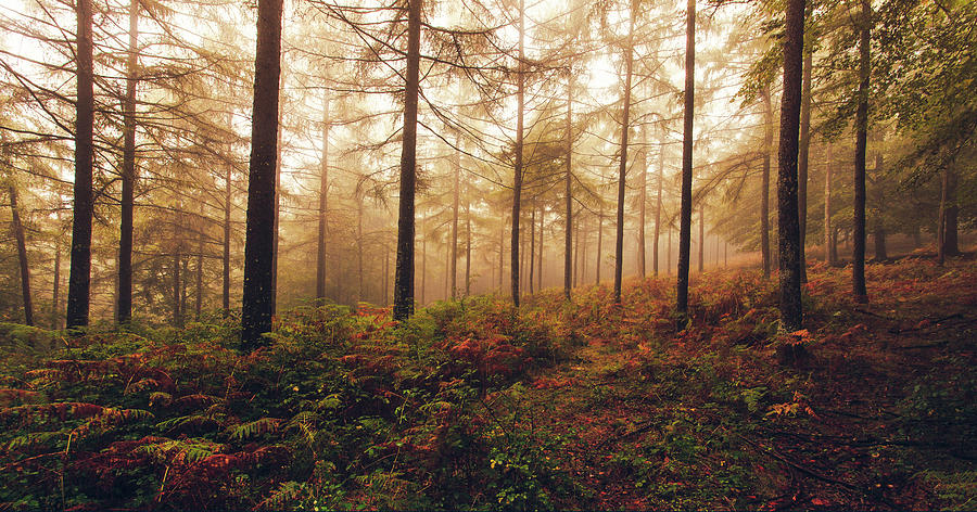 Horizontal Landscape With Fog Trees In Photograph by Thenewframe Studios