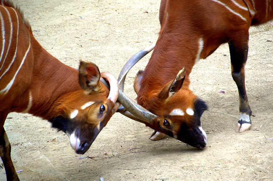 Animal Photograph - Horn Battle by Relihan Art