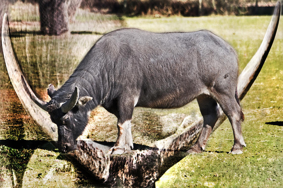 Nature Photograph - Horn of a Buffallo by Miroslava Jurcik