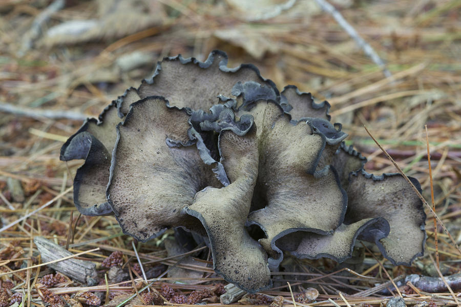 Horn Of Plenty Mushrooms Photograph by John W. Bova