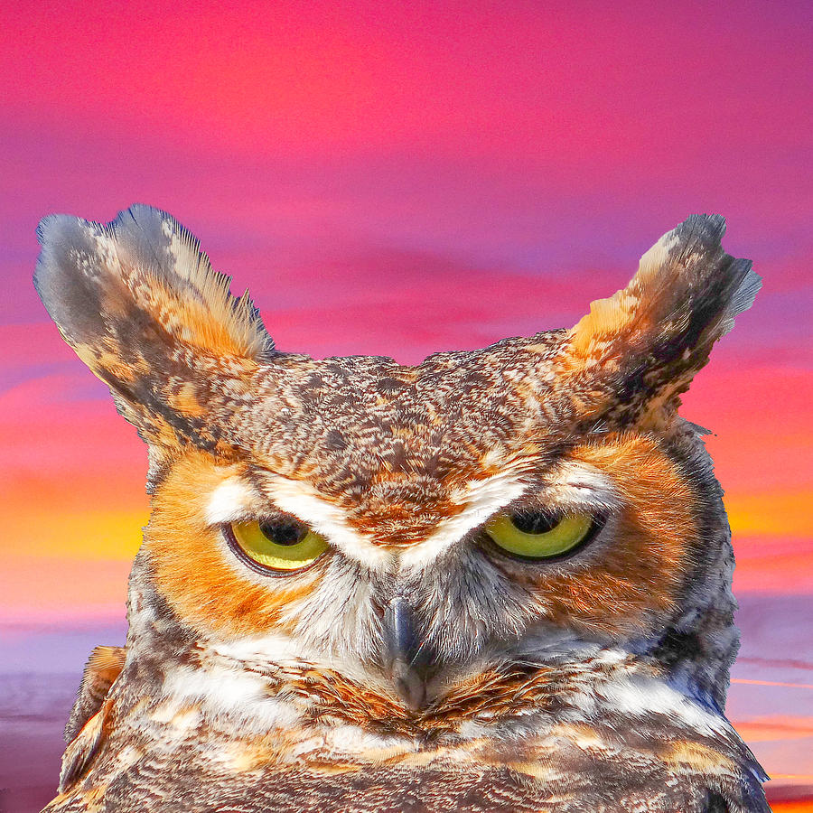 Owl Photograph - Horn Owl by Dennis Dugan