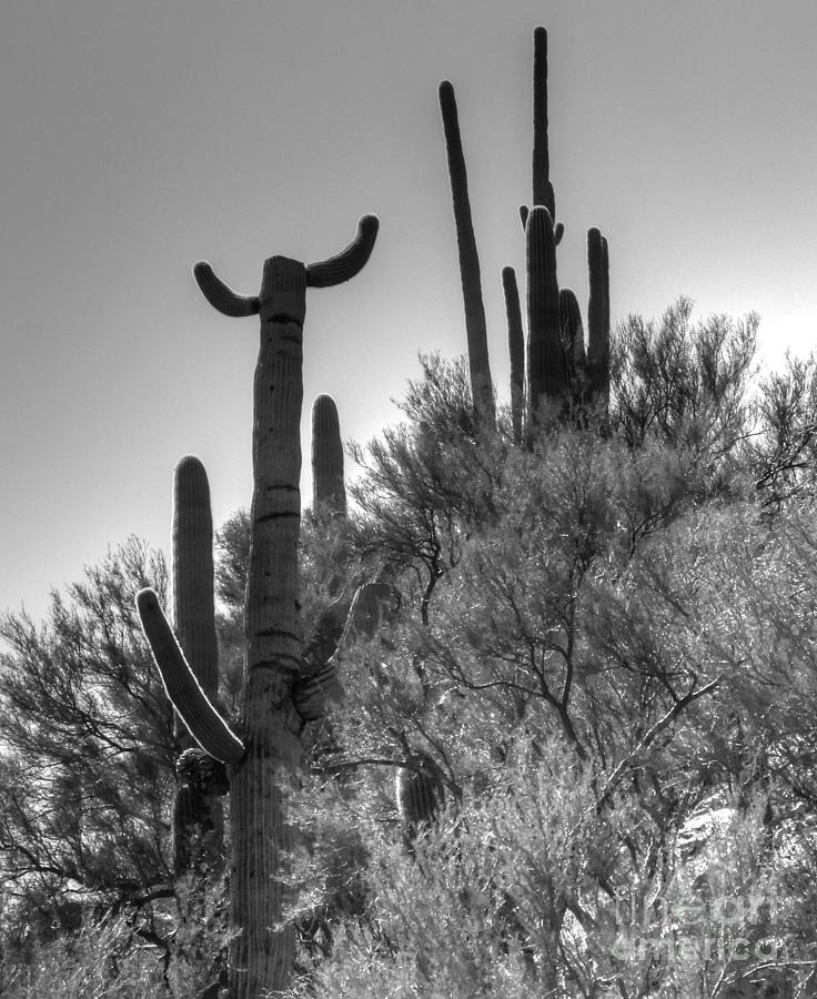 Horn Saguaro Cactus Photograph by Tap On Photo