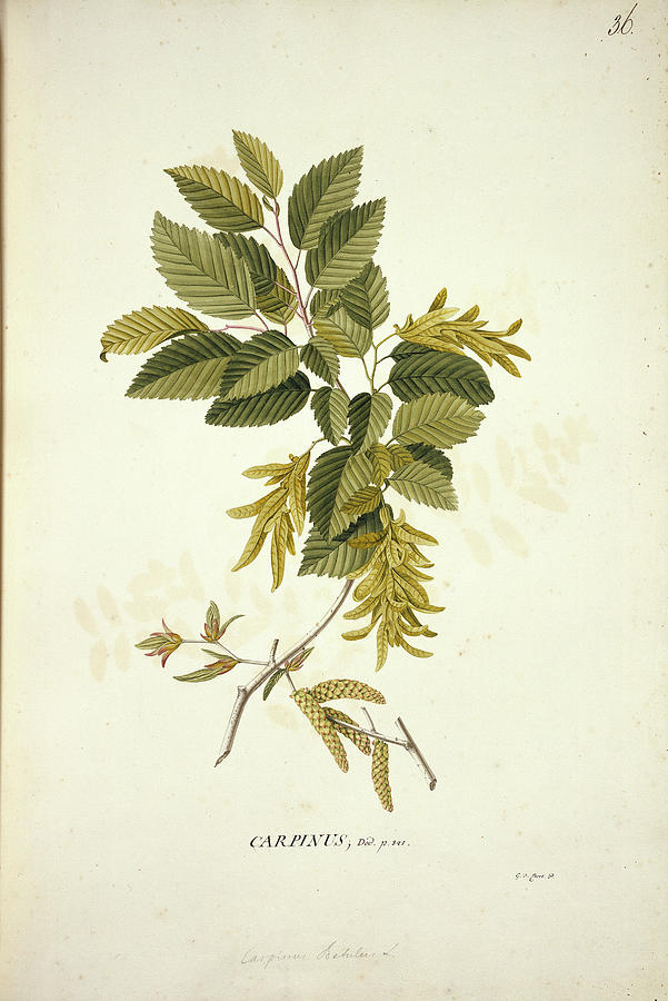 Hornbeam (carpinus Betulus) Photograph by Natural History Museum ...