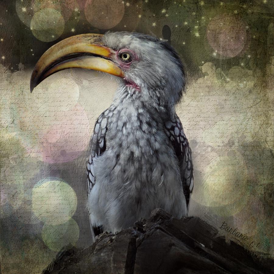 Hornbill Photograph by Barbara Orenya
