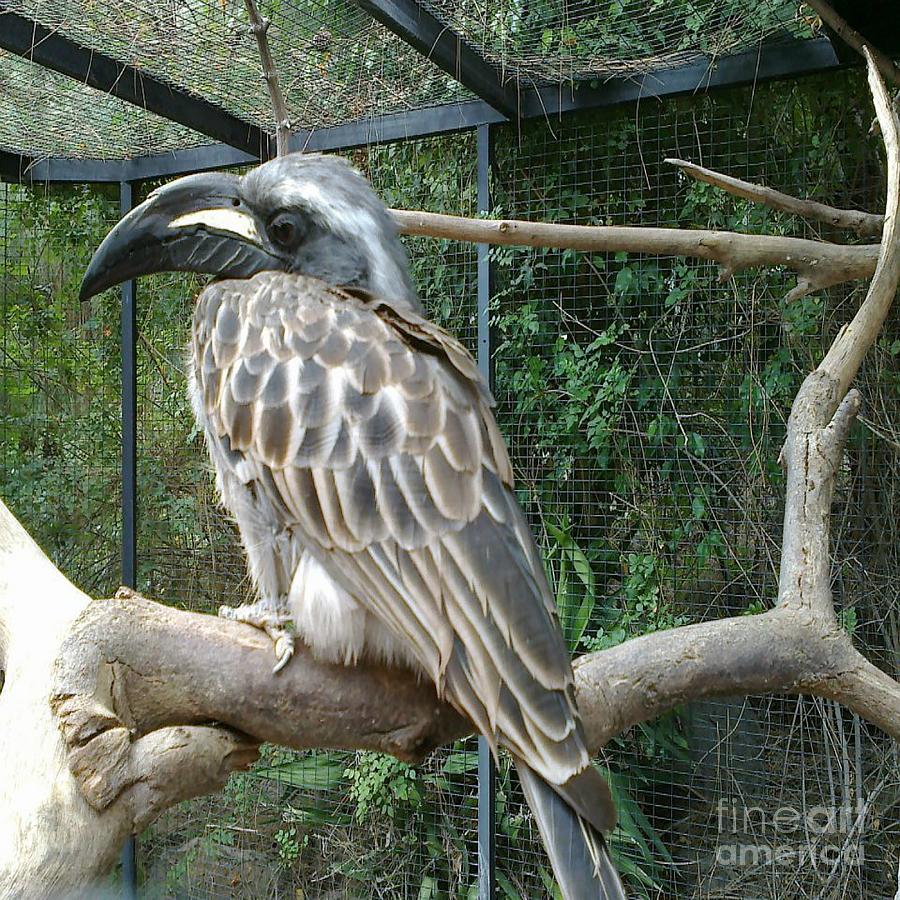Hornbill Photograph - Hornbill Bird by Bozena Simeth