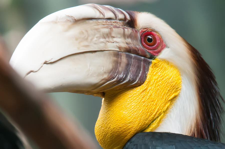 Hornbill Bird Portrait Closeup Photograph by Alex Grichenko