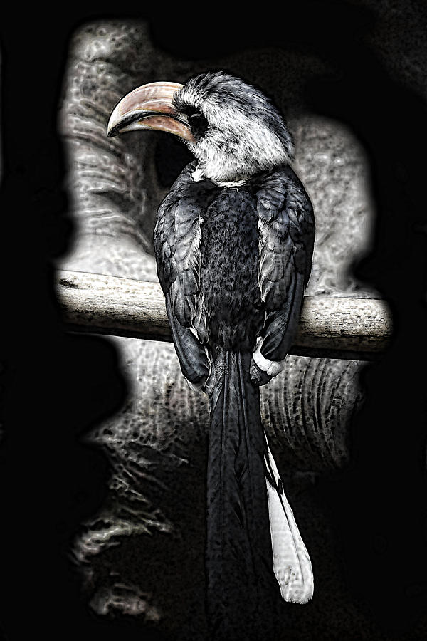 Hornbill Photograph