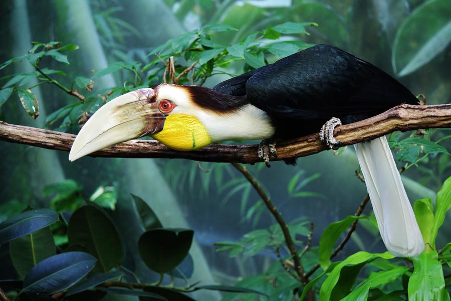 Hornbill Photograph by Paulette Thomas - Fine Art America