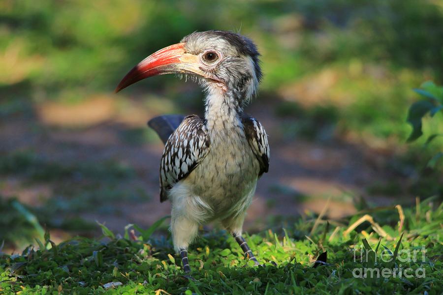 Nature Photograph - Hornbill Portrait - Funny Wildlife by Andries Alberts