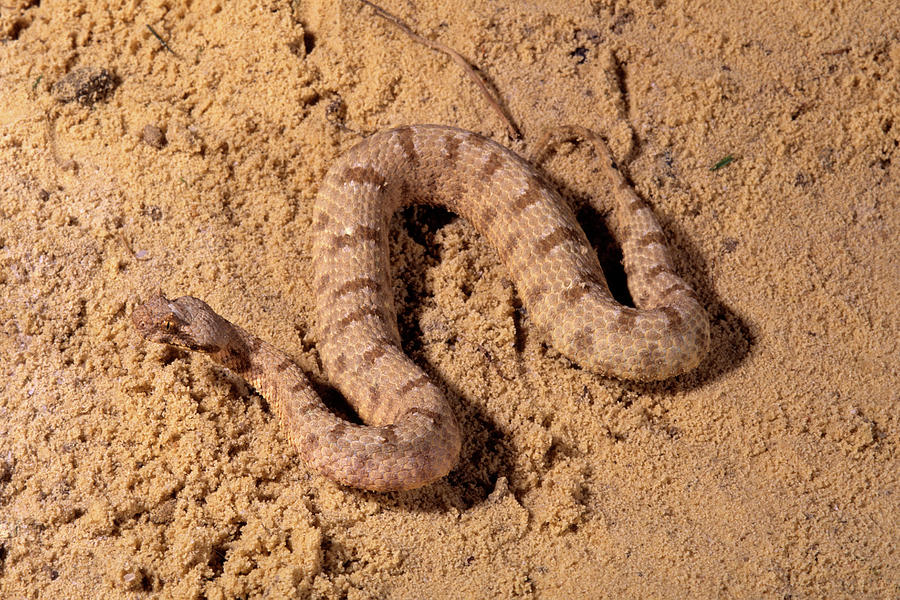 Animal Photograph - Horned Desert Viper Cerastes Cerastes by Animal Images