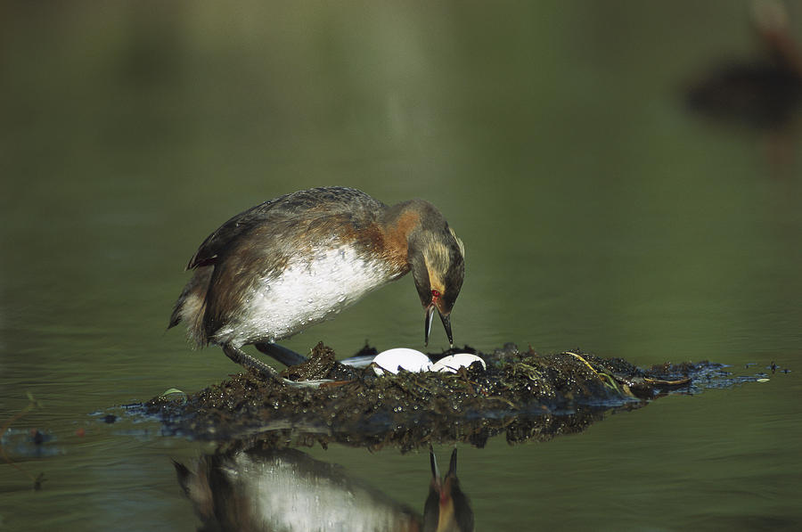 Horned Grebe Adult On Floating Nest Photograph by Michael Quinton