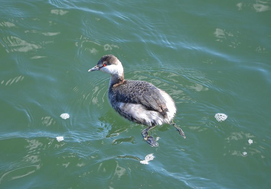 Horned Grebe Photograph by James Petersen