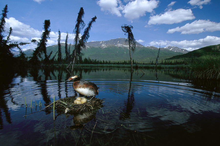 Horned Grebe Nesting In Boreal Pond Photograph by Michael Quinton