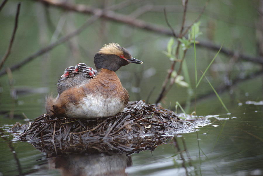 Horned Grebe On Nest With Chicks Photograph by Michael Quinton