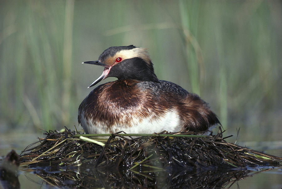 Horned Grebe Parent Calling On Floating Photograph by Tim Fitzharris