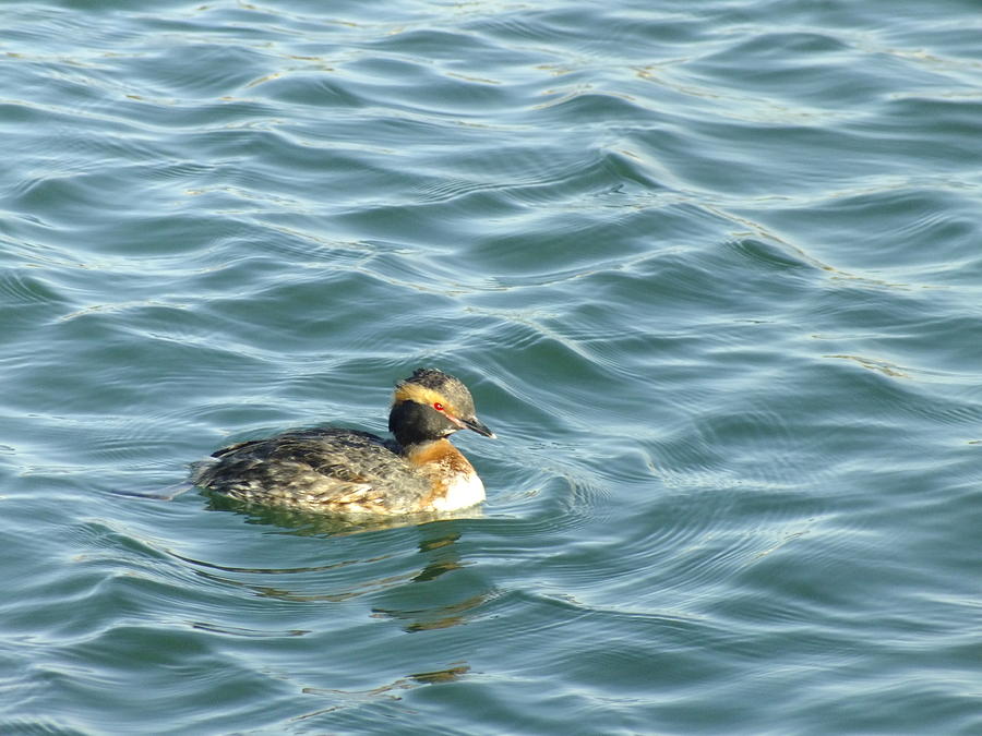 Horned Grebe Photograph by Peggy King