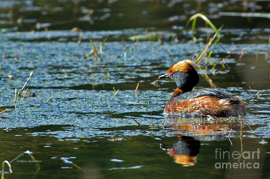 Horned Grebe Photograph by Torbjorn Swenelius