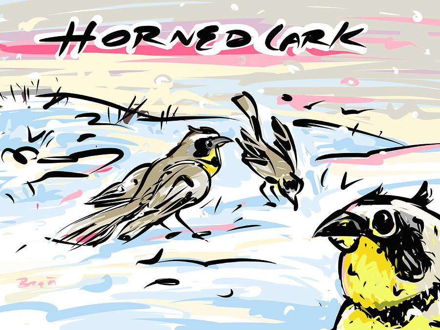 Horned Lark Drawing by Brett LaGue Fine Art America