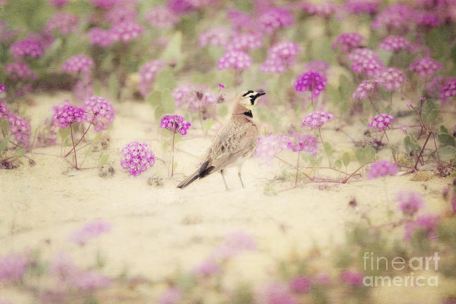 Horned Lark in Wildflowers Photograph by Susan Gary