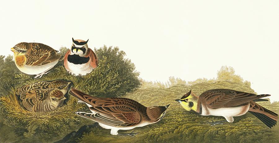 Horned Lark Photograph by Natural History Museum, London/science Photo Library