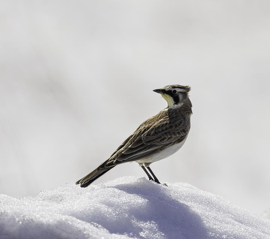 Horned Lark Portrait Photograph by Thomas Young