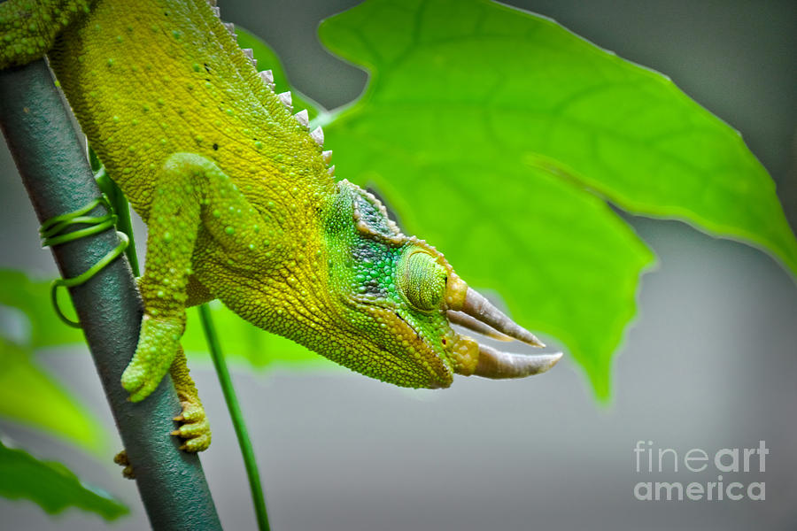 Horned Lizard Photograph by Gary Keesler