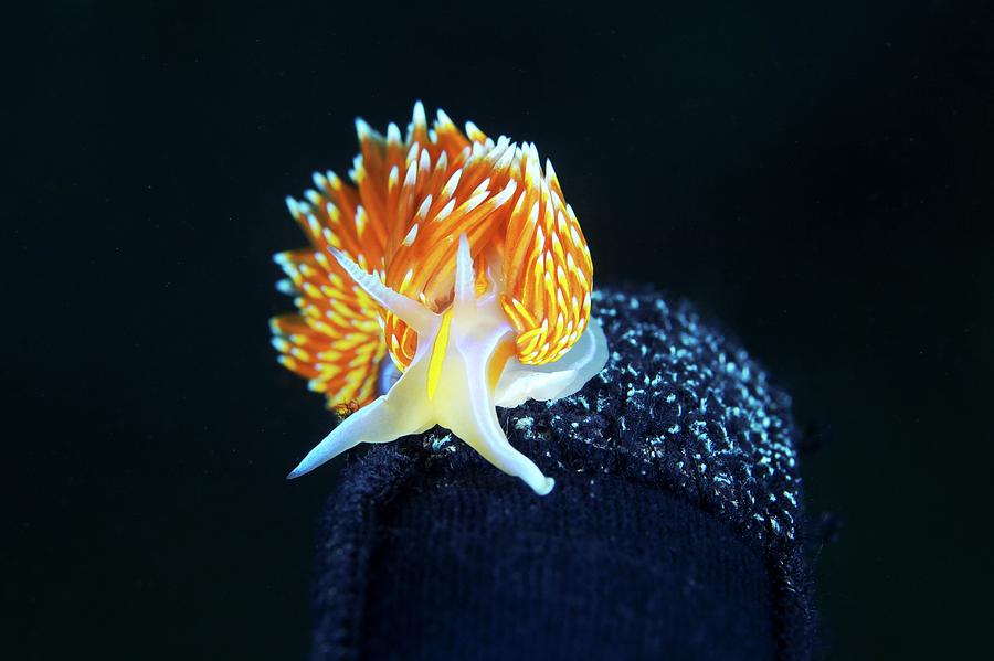 Horned Nudibranch Photograph by Alexander Semenov
