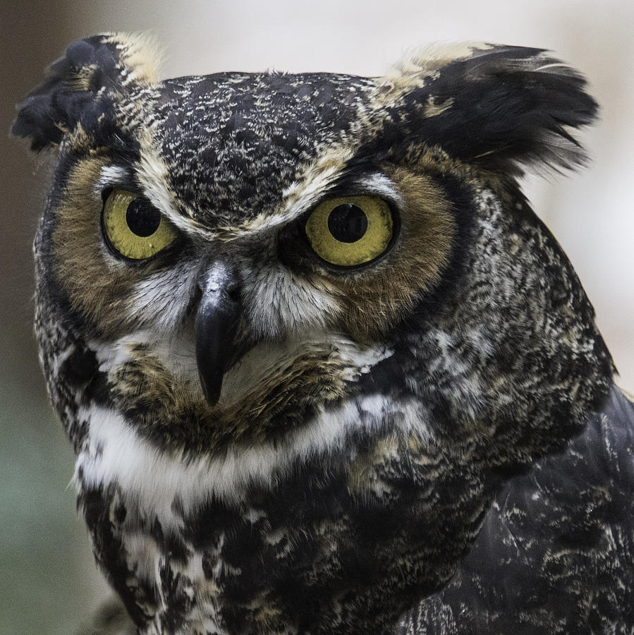Horned Owl Photograph by Donald Brown