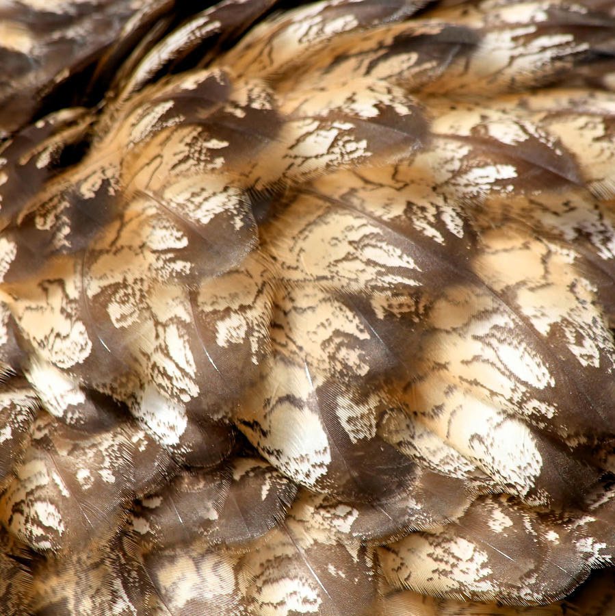 Horned Owl Feathers Photograph by Heidi Farmer