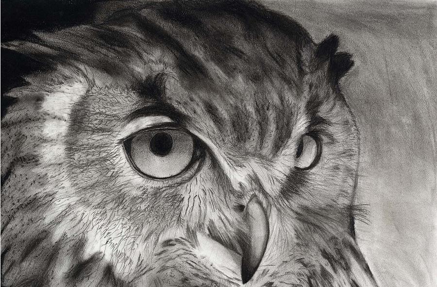 Horned Owl Drawing by Joey Bergeron - Fine Art America