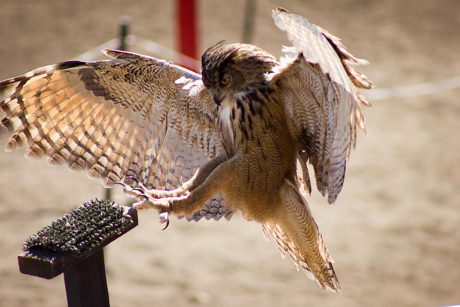 Horned Owl Landing Photograph