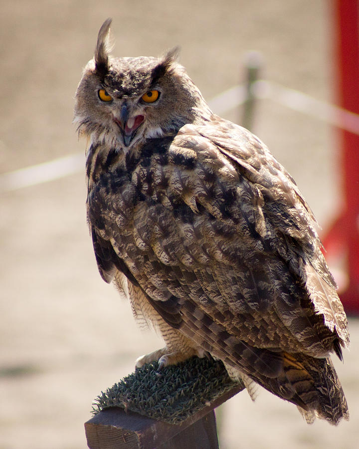 Horned Owl Perched Photograph by Alexander Ferguson - Fine Art America