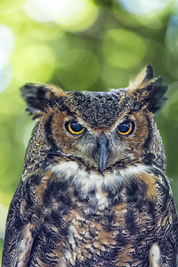 Horned Owl Up Close Photograph by Bill and Linda Tiepelman