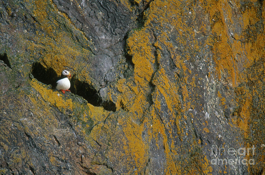 Puffin Photograph - Horned Puffin by Art Wolfe