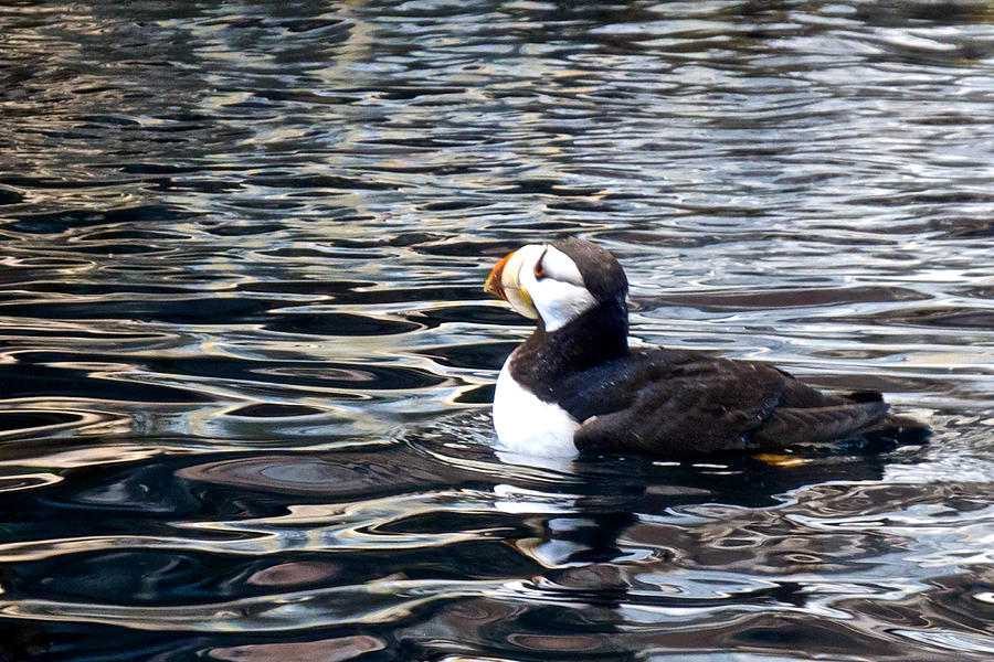 Horned Puffin - Alaska Sealife Center