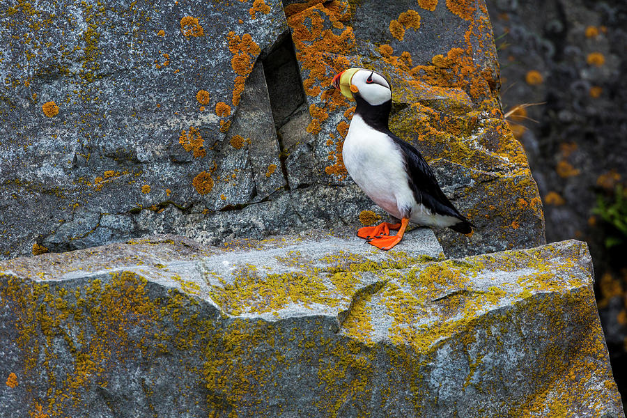 Horned Puffin Fratercula Corniculata Photograph by Gavriel Jecan Horned Puffin Fratercula Corniculata Photograph by Gavriel Jecan