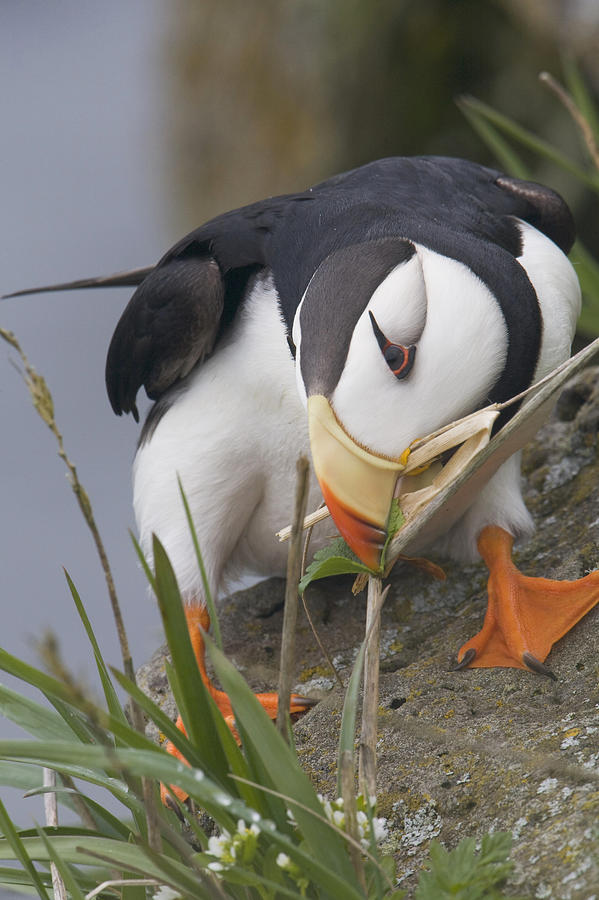 Wildlife Photograph - Horned Puffin Gathering Nest Material by Milo Burcham