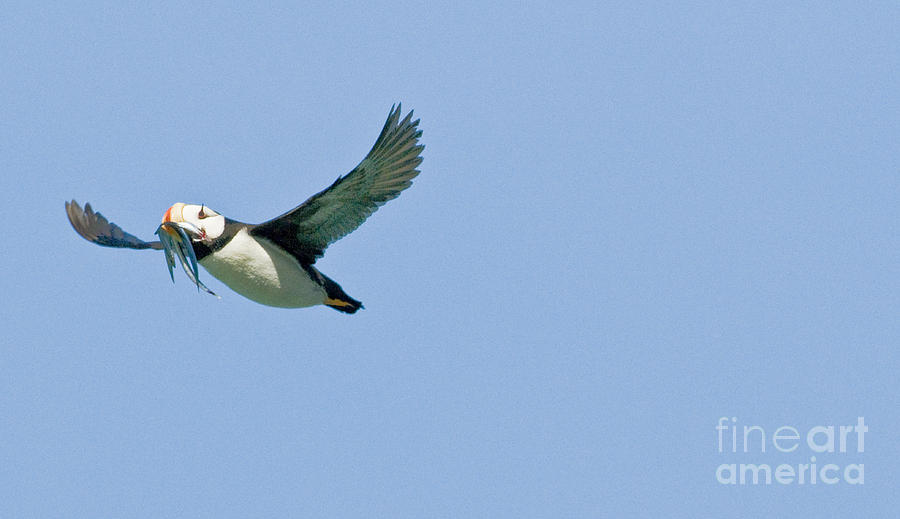 Lake Clark National Park Photograph - Horned Puffin In Flight by William H. Mullins