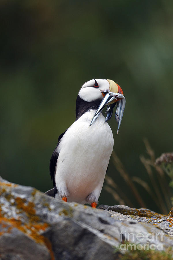 puffin beak