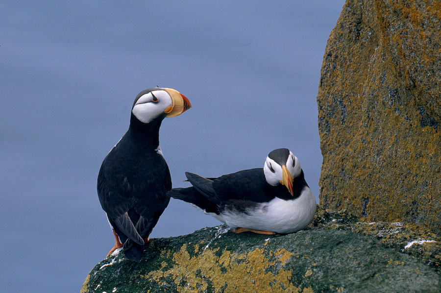 horned puffin