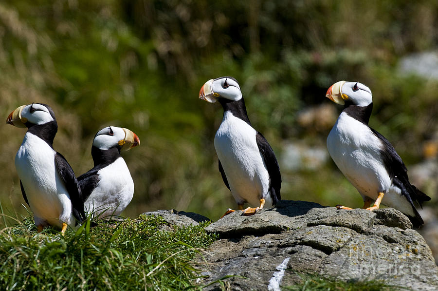 Nature Photograph - Horned Puffins by William H. Mullins